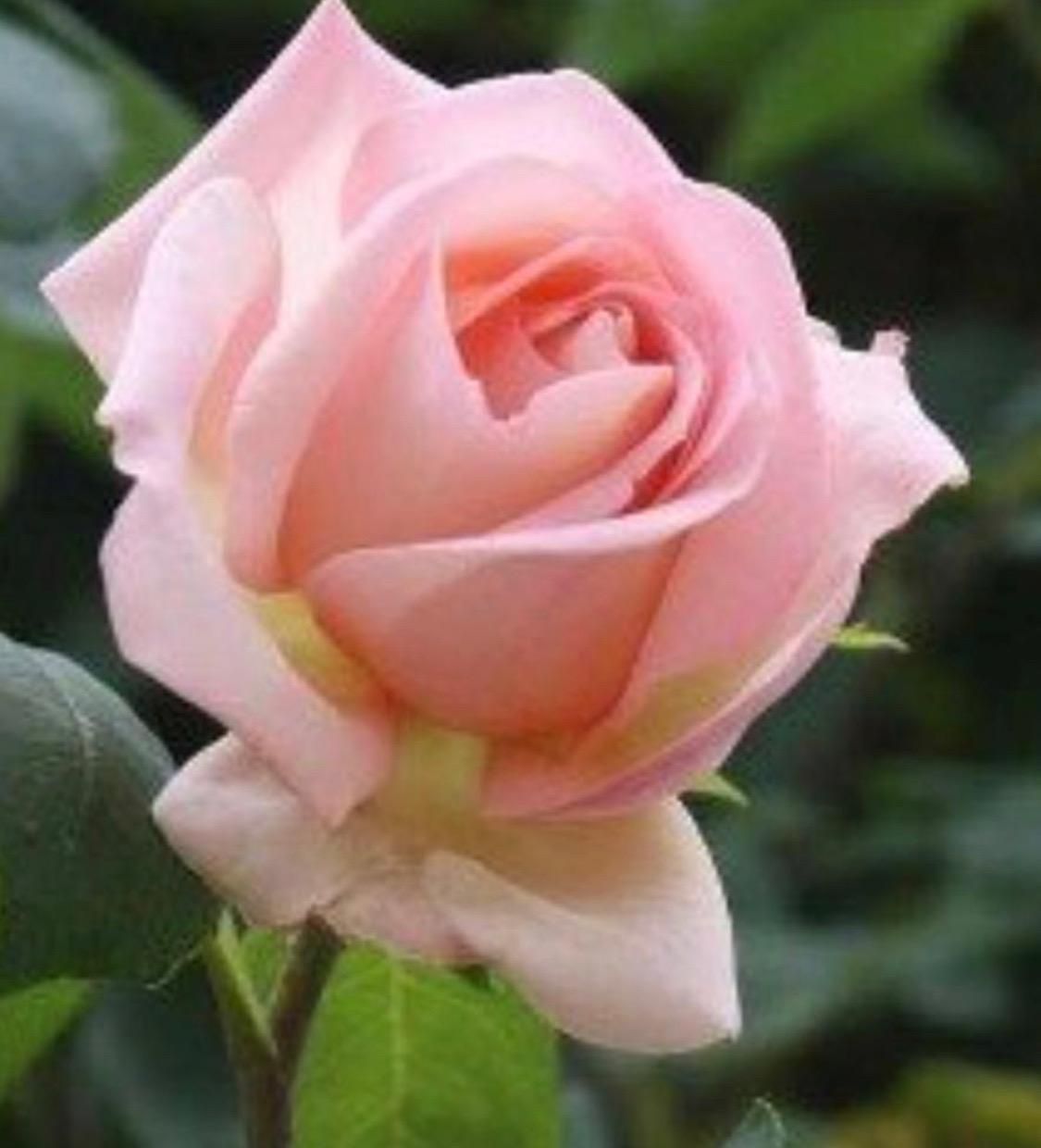 Un primer plano de una rosa rosa con hojas verdes en el fondo.