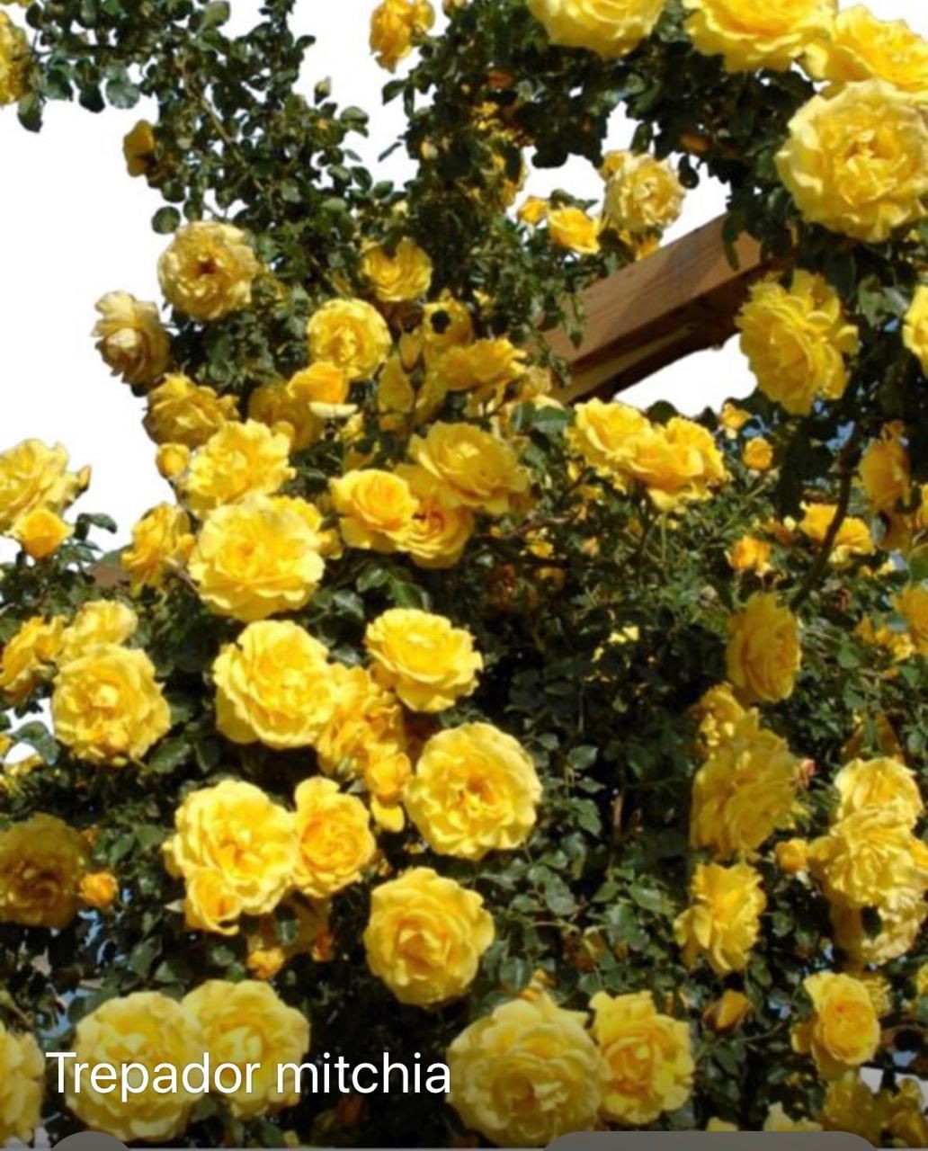 Un árbol con flores amarillas llamado trepador mitchia