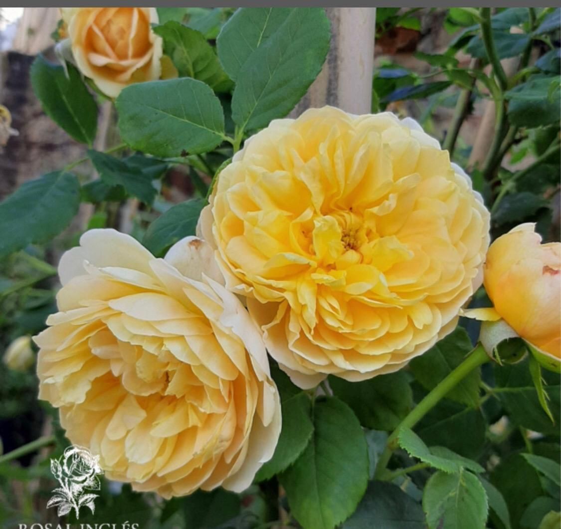 Un ramo de flores amarillas crece en un arbusto.