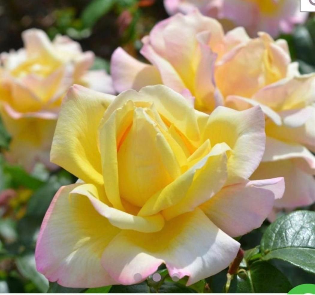 Un primer plano de una rosa amarilla y rosa.