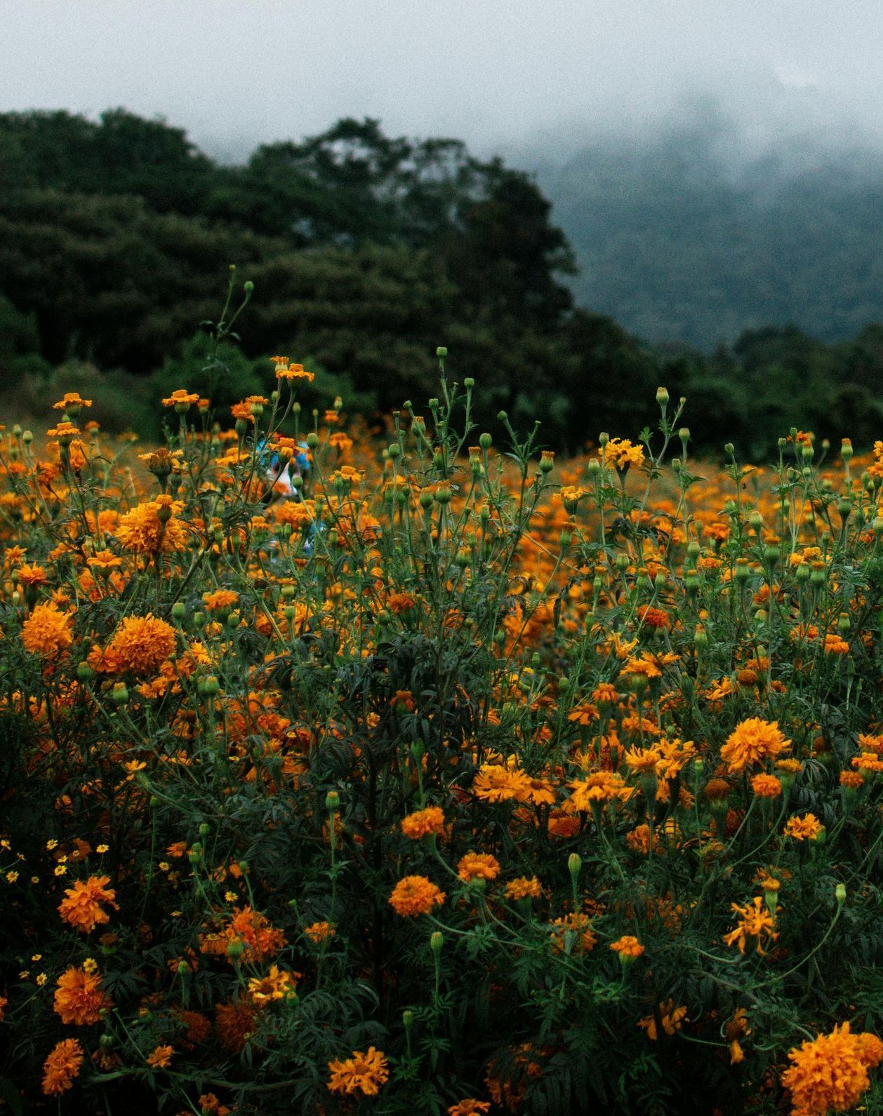 Un campo de flores amarillas con montañas al fondo.
