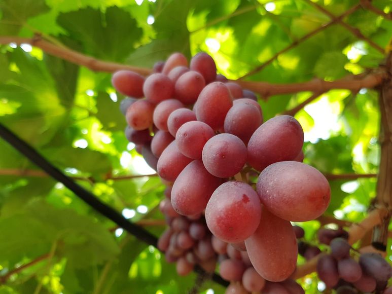 Azienda agricola vinicola
