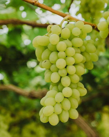 Azienda agricola vinicola