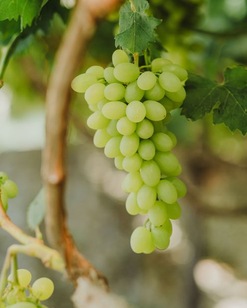 Winery farm