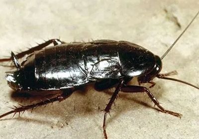 Blattella