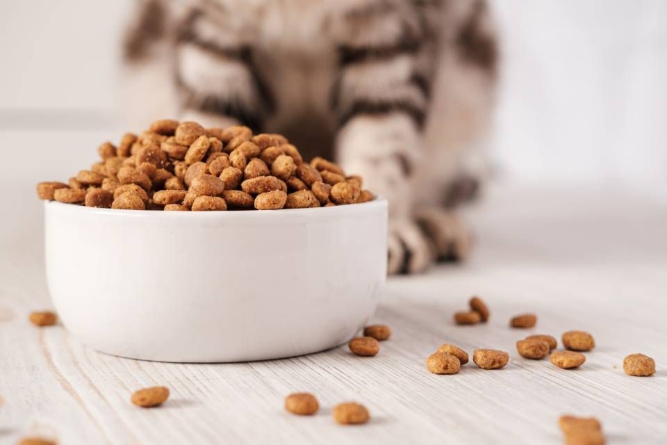 croccantini per gatti con proteine animali trasformate a Pavia