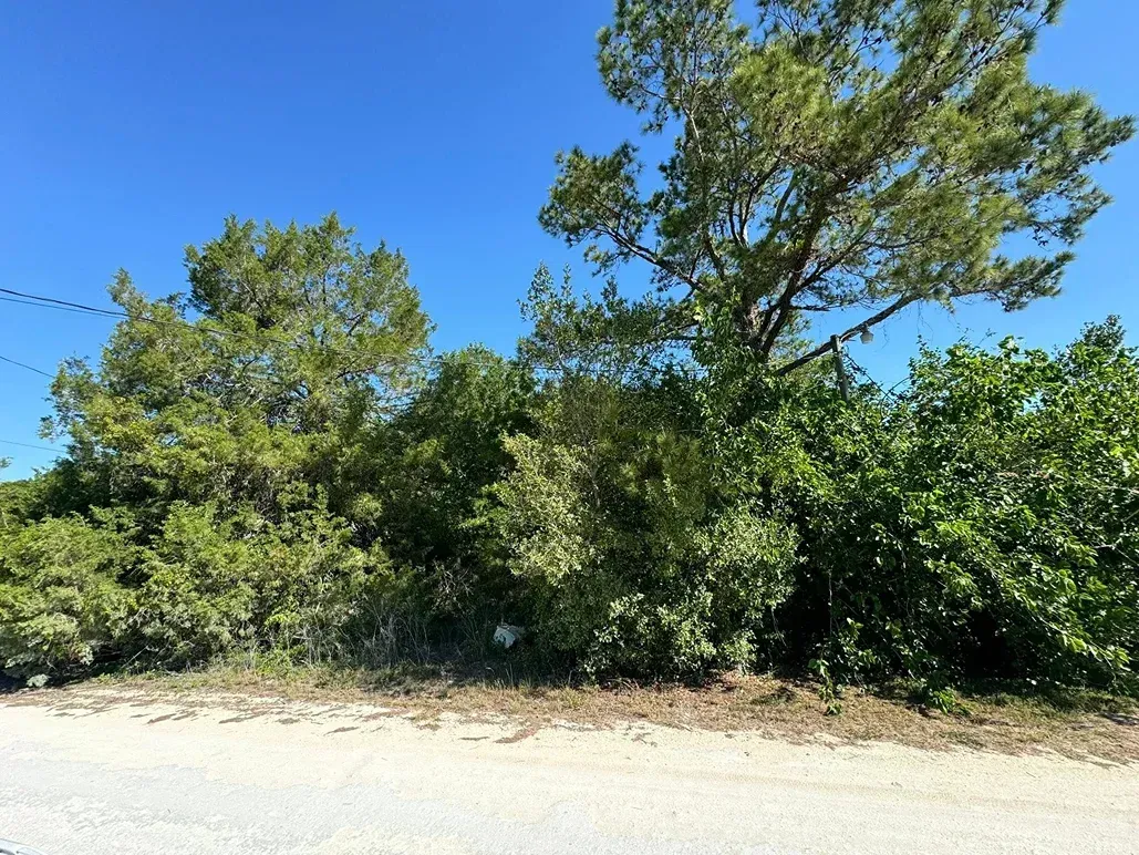 Green trees and bushes on a sunny day, with a gravel road in the foreground.