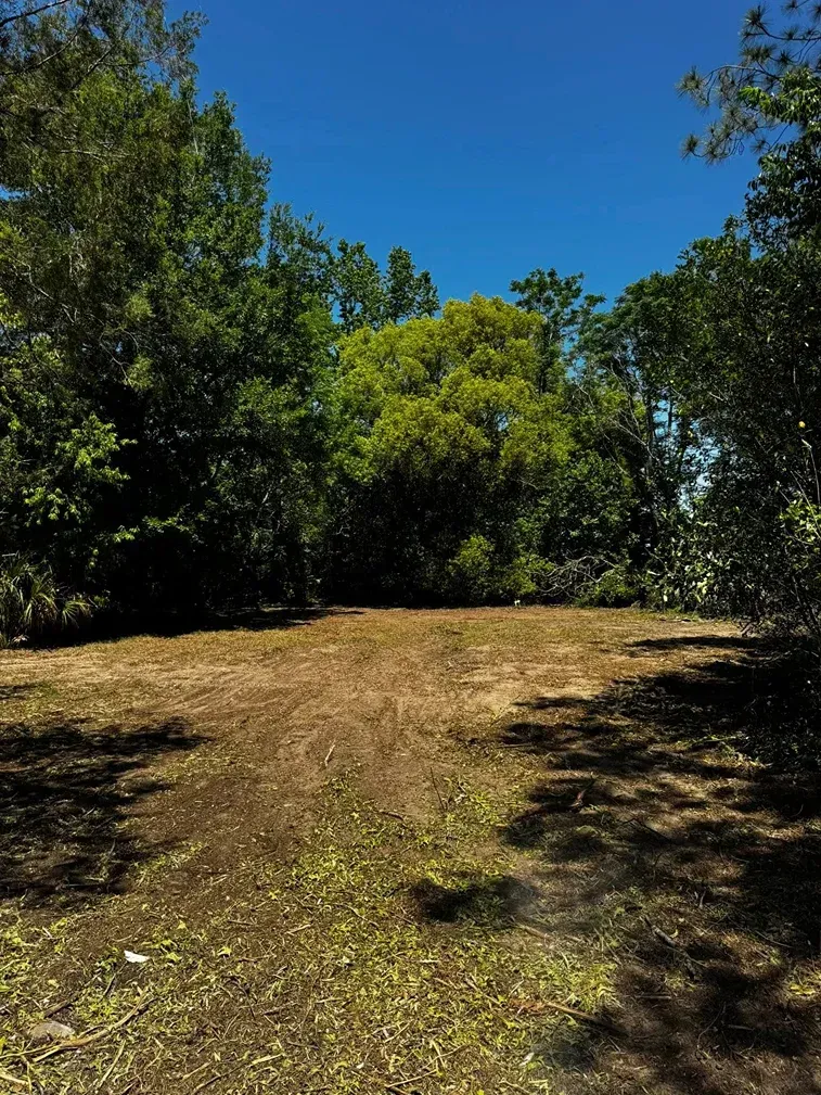 Clearing in a forest under a bright blue sky, surrounded by trees.