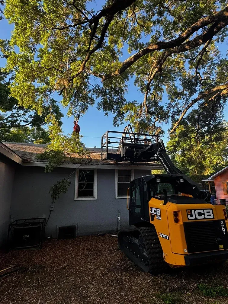A man on a roof trimming branches with a JCB lift truck. Sunny day, blue sky.
