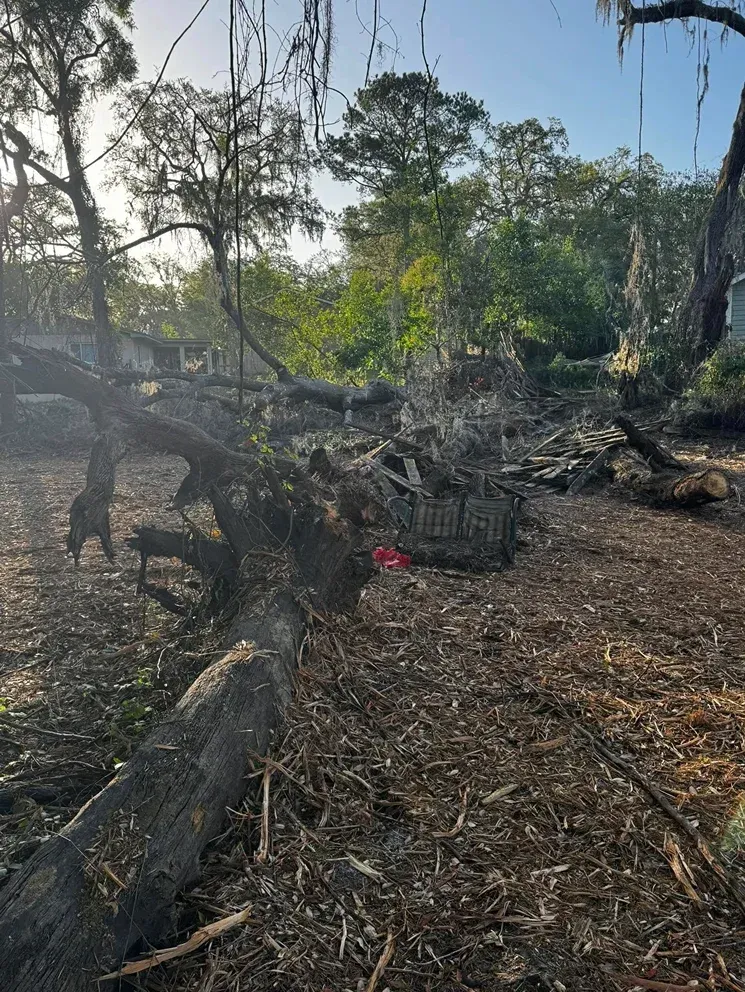Fallen tree trunk on mulch, brush and trees in background under a blue sky.