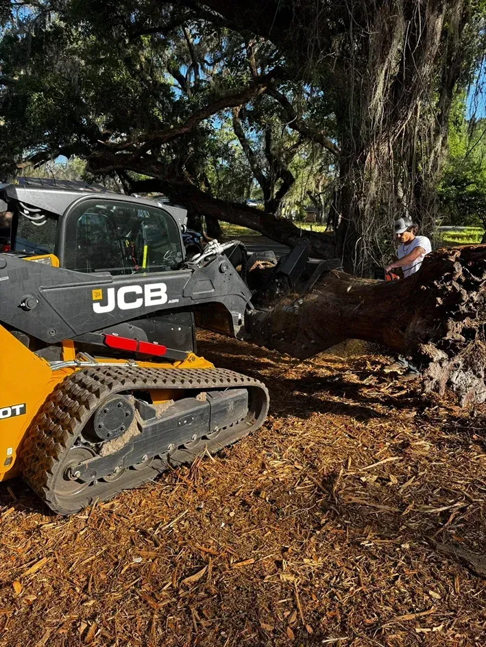JCB skid steer, a worker, and a tree. The machine clears debris near a large tree, on a sunny day.