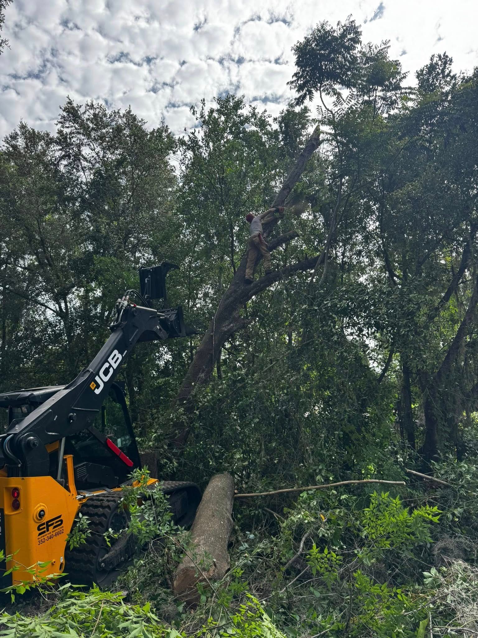 A yellow JCB skid steer removes a tree branch in a wooded area under a cloudy sky.