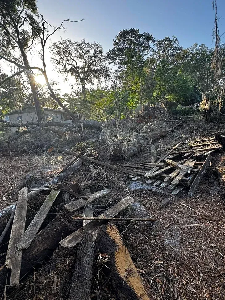 Debris of wood and fallen trees with sunlight shining through trees in a wooded area.