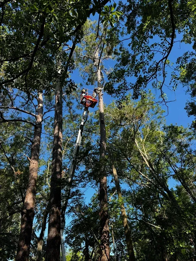 Tree trimming: A person in a lift bucket cuts branches from a tall tree against a blue sky.