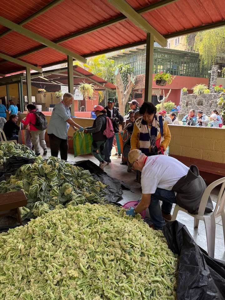 People volunteer in an outdoor covered area, sorting and preparing to distribute large mounds of chopped green vegetables.