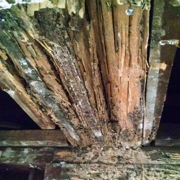 Termites On Ceiling — Upper Chichester, PA — DeRosa Exterminating