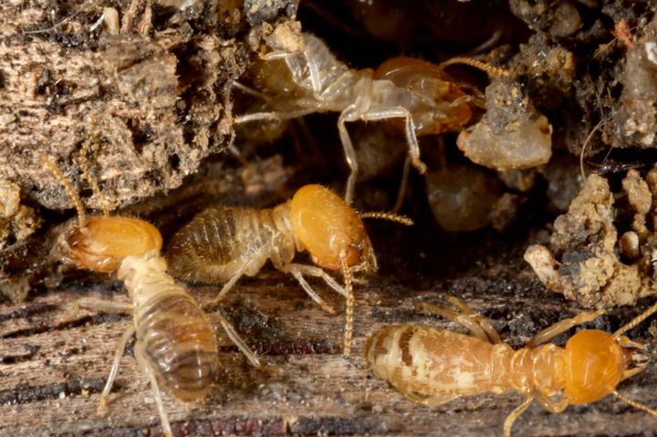 Colony Of Termites — Glossodia, NSW — Dynamite Pest Control