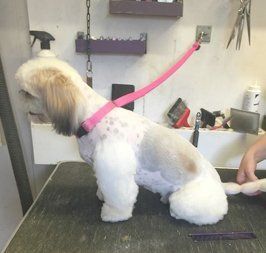 dog grooming town and country