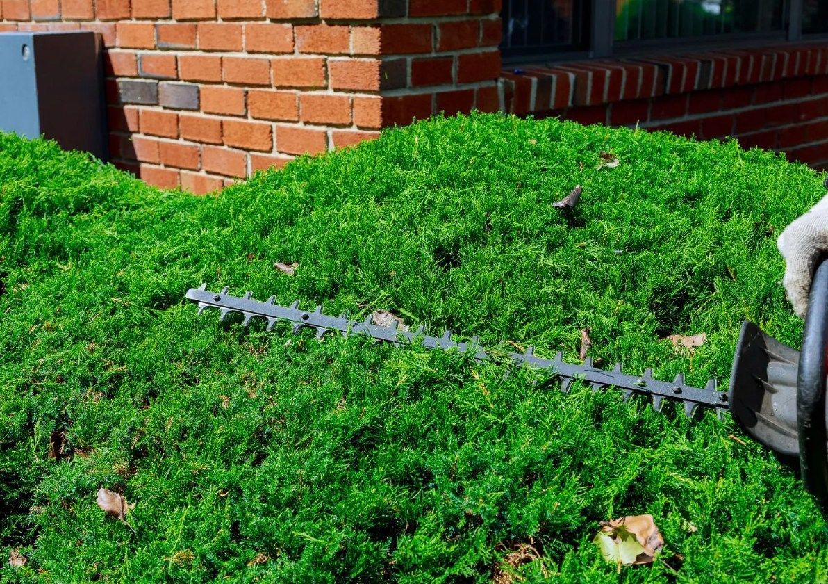 Person trimming a dense green bush with an electric hedge trimmer in front of a brick building.