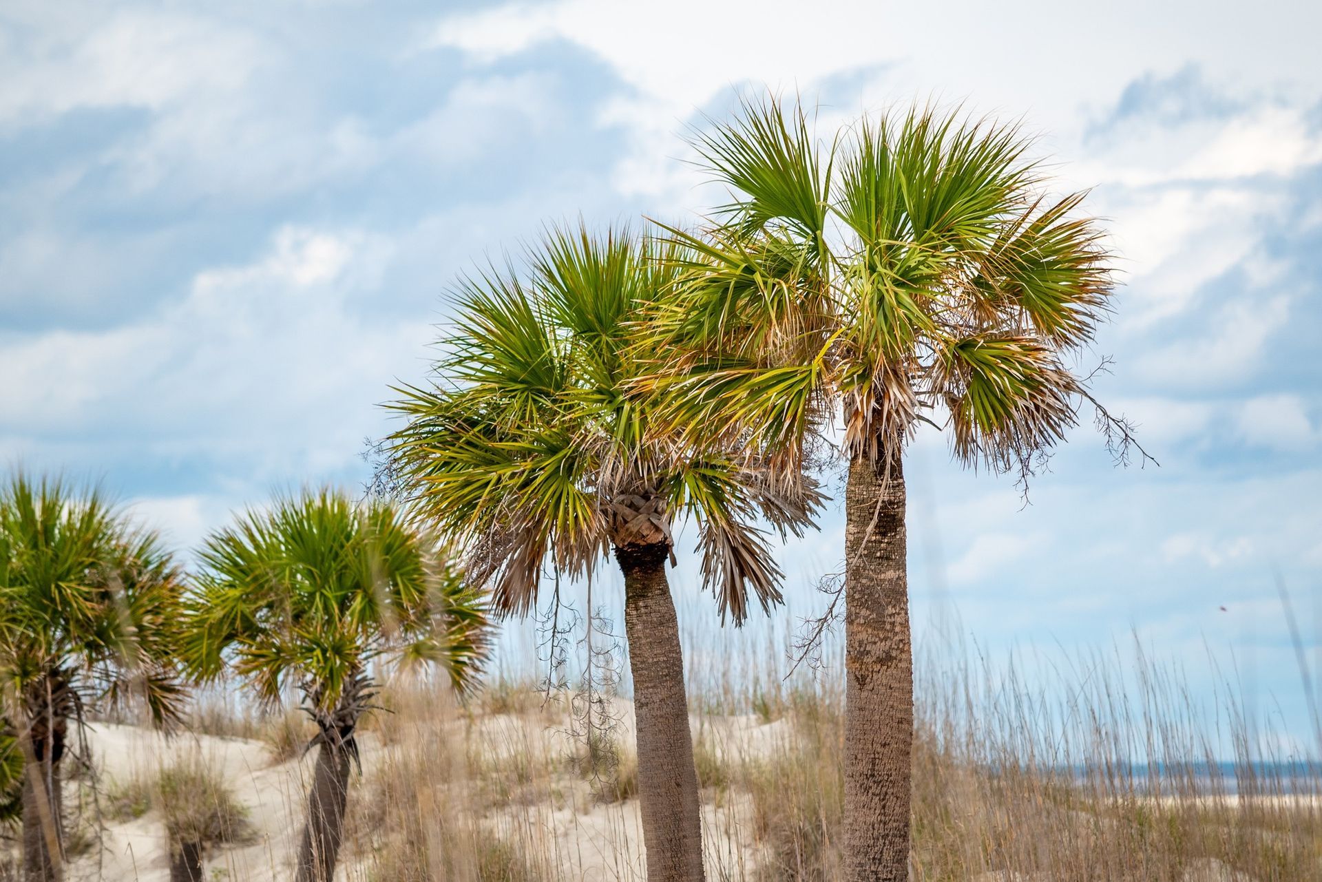 A row of palm trees on a sandy beach.