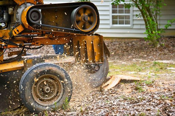 A tree stump grinder is cutting a tree stump in front of a house.