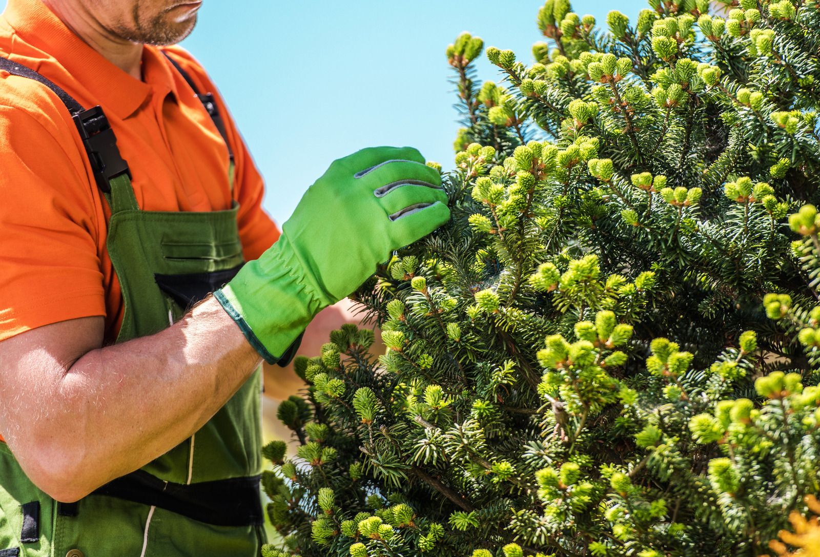 A man wearing green gloves is trimming a tree.