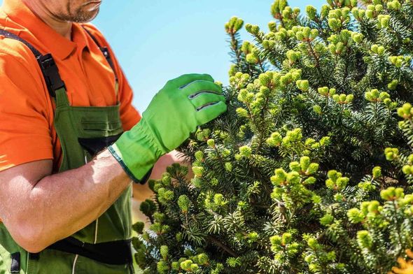 A man wearing green gloves is pruning a tree.