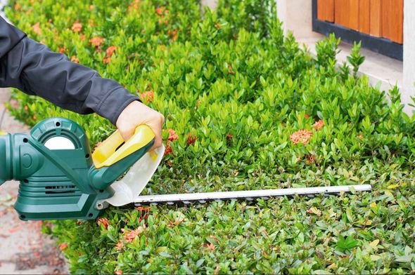 A person is cutting a hedge with a hedge trimmer.