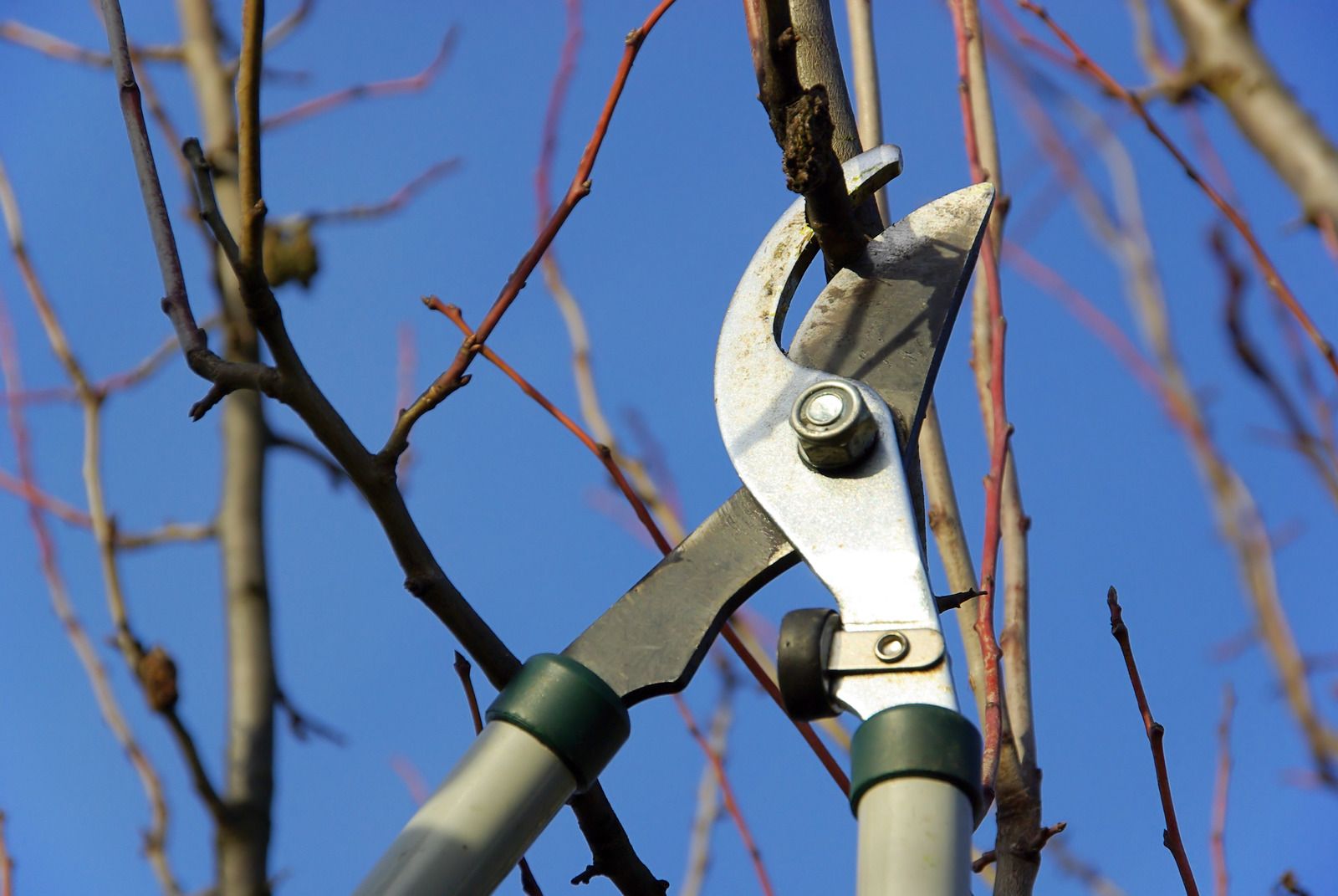 Pruning shears cutting a tree branch against a bright blue sky.