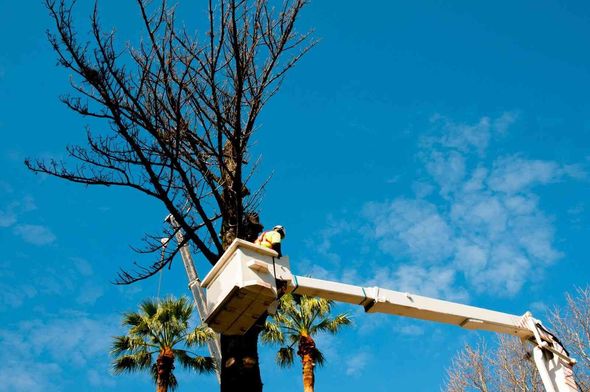 A man in a bucket is cutting a tree.