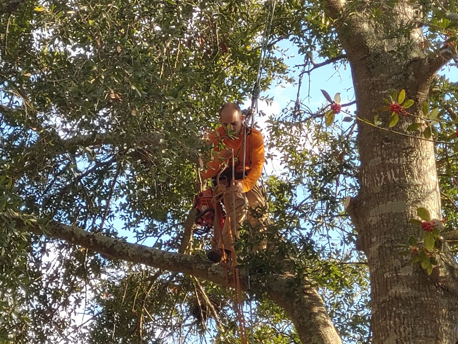 A man is sitting on a branch of a tree.