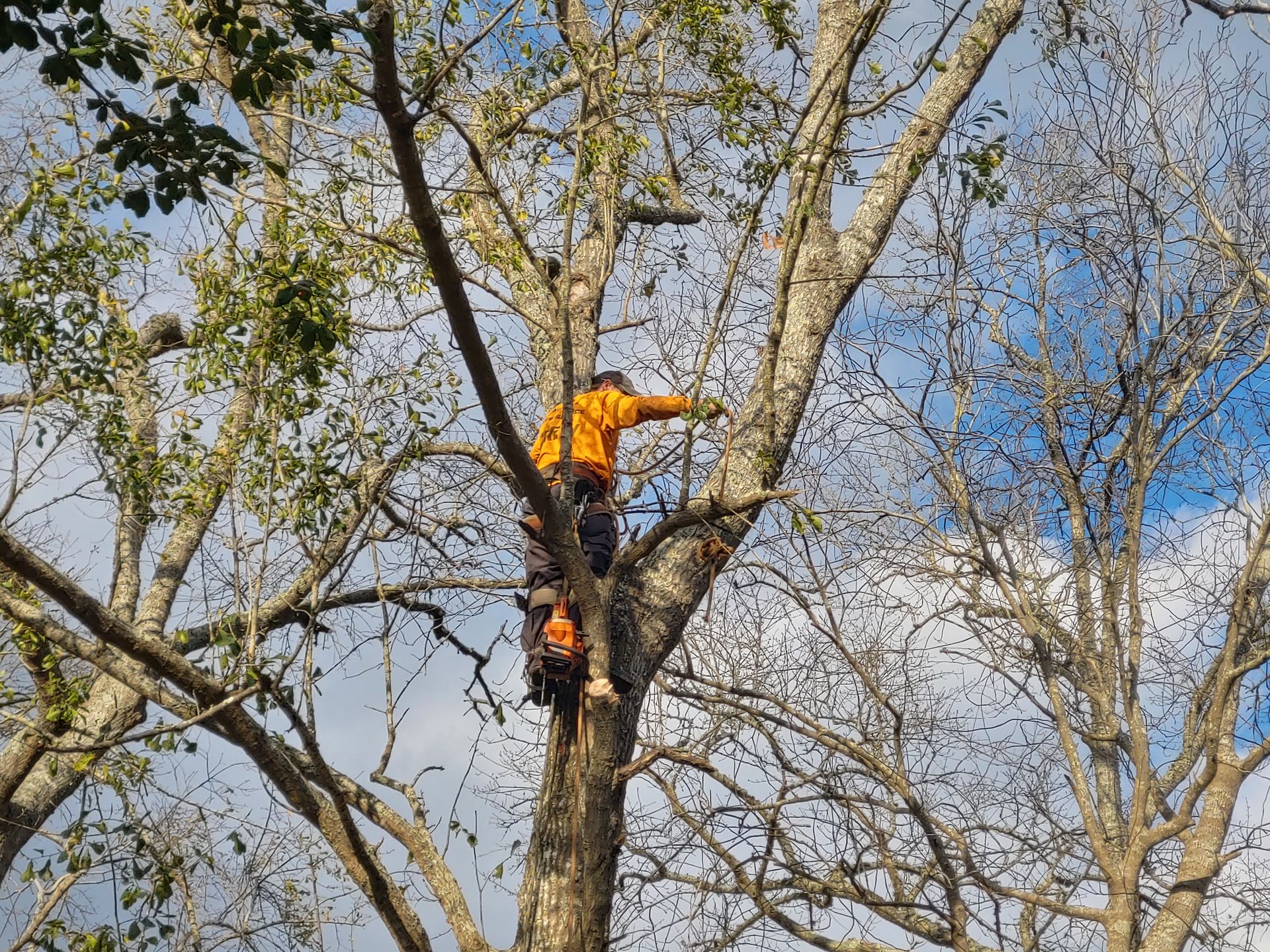 A man is climbing a tree with a chainsaw.