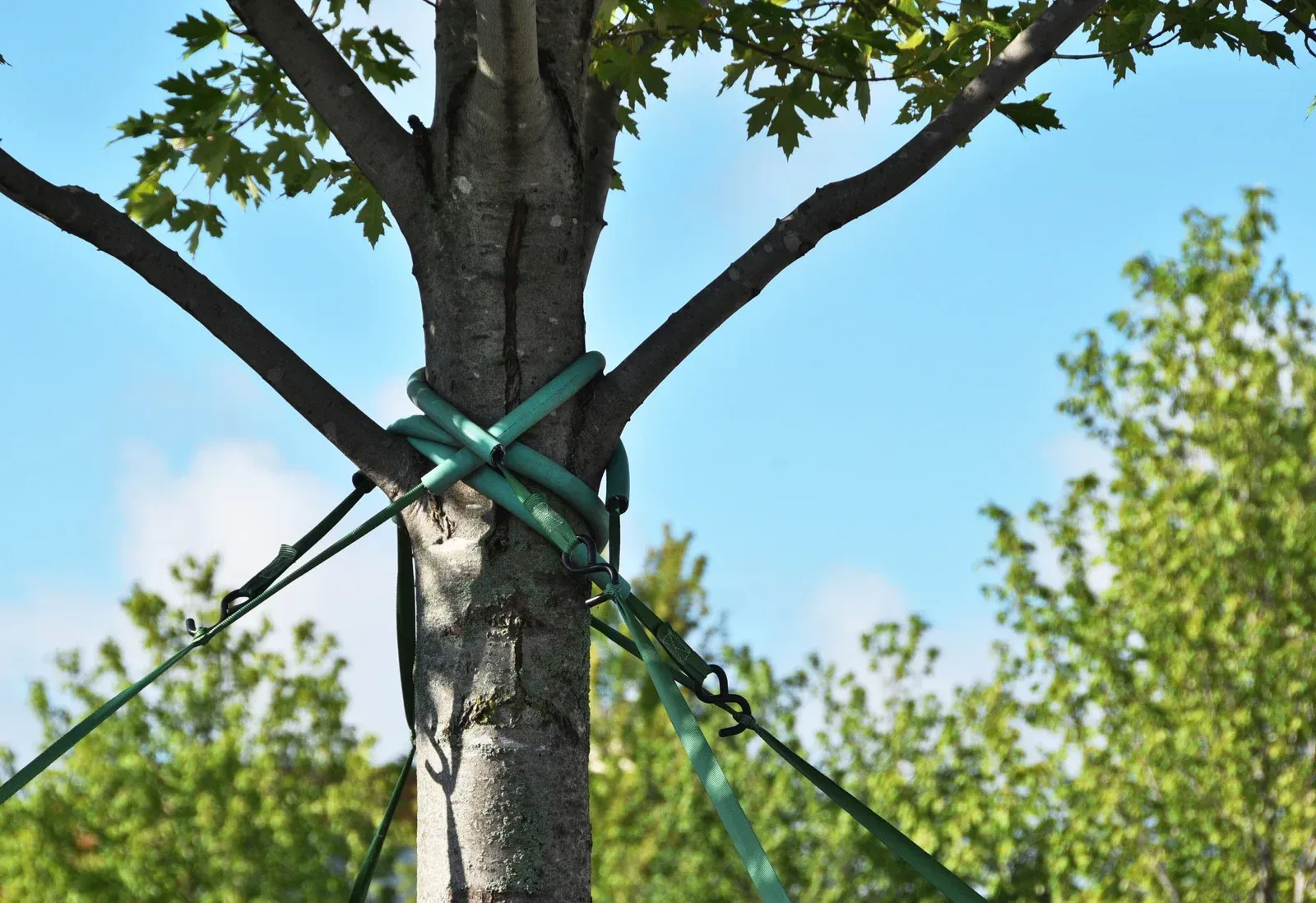 A person is cutting a hedge with a hedge trimmer.