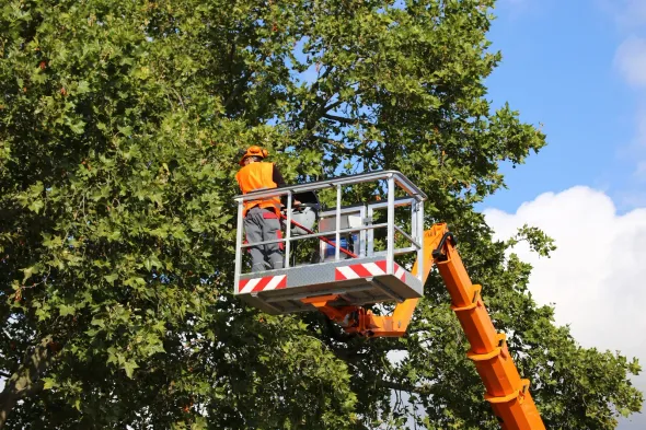 A man in a bucket is cutting a tree.