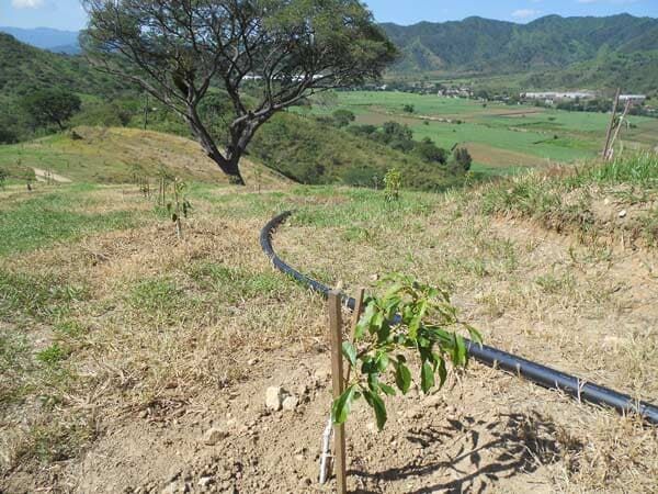 Un pequeño árbol está creciendo en la tierra al lado de una manguera.