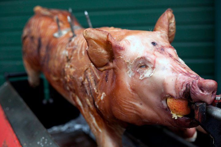 A pig is roasting on a spit with a carrot in its mouth.