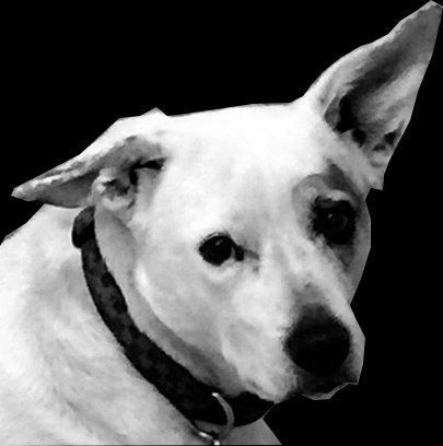 A white dog with a black collar is looking at the camera.