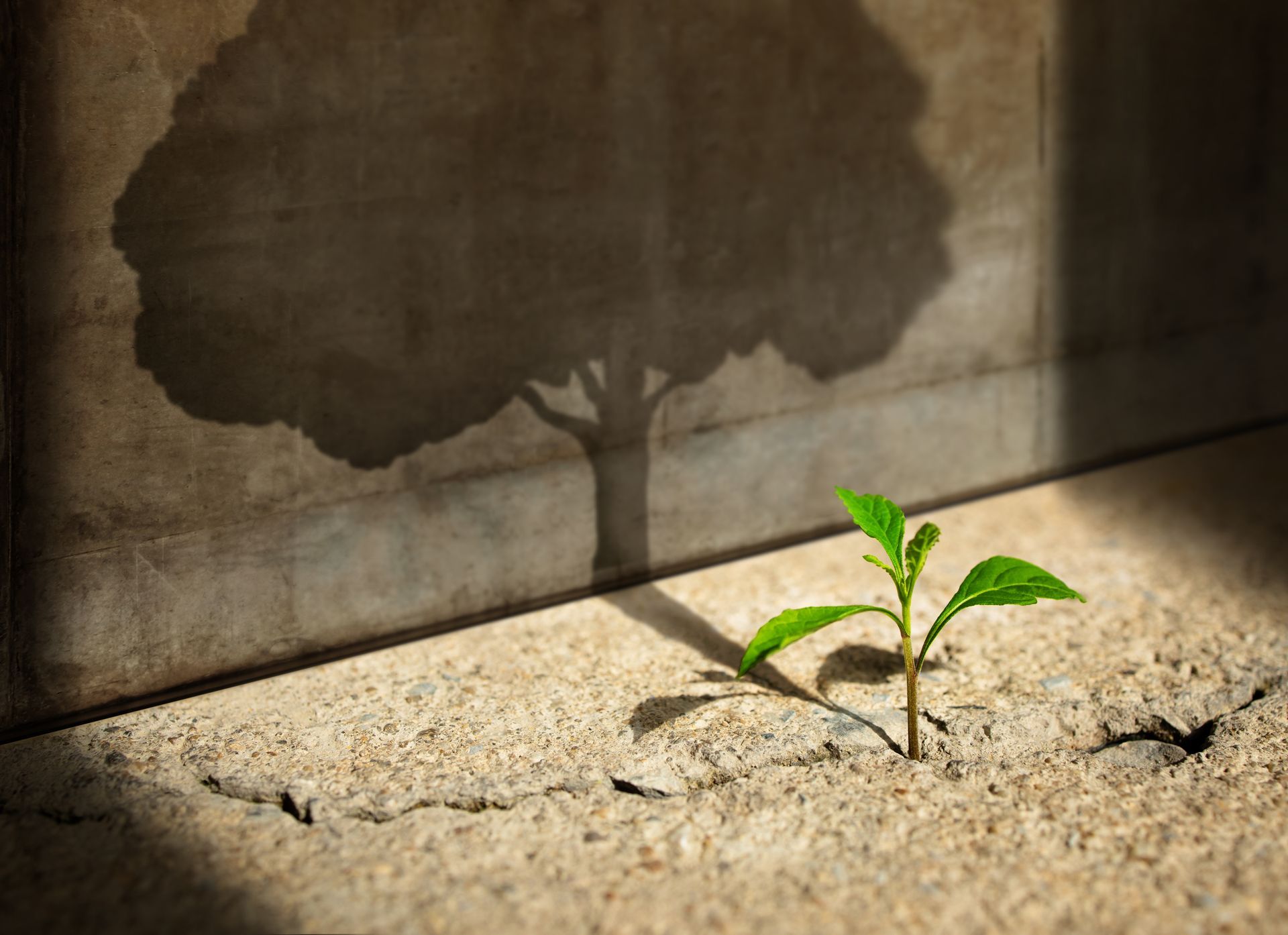 A sprout casting a shadow onto a wall that appears to be a fully grown tree.