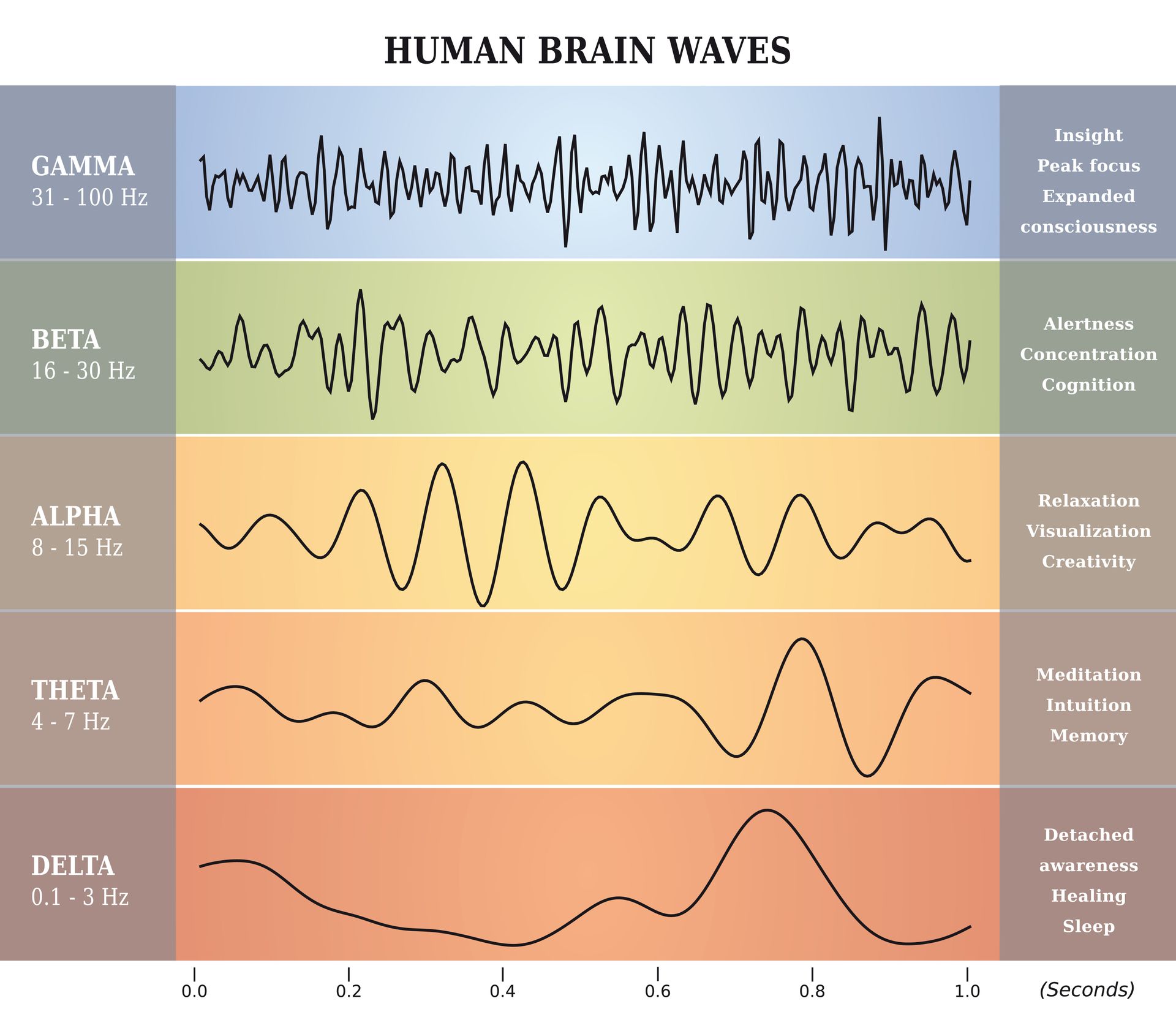 A graphic showing the different kinds of human brain waves.