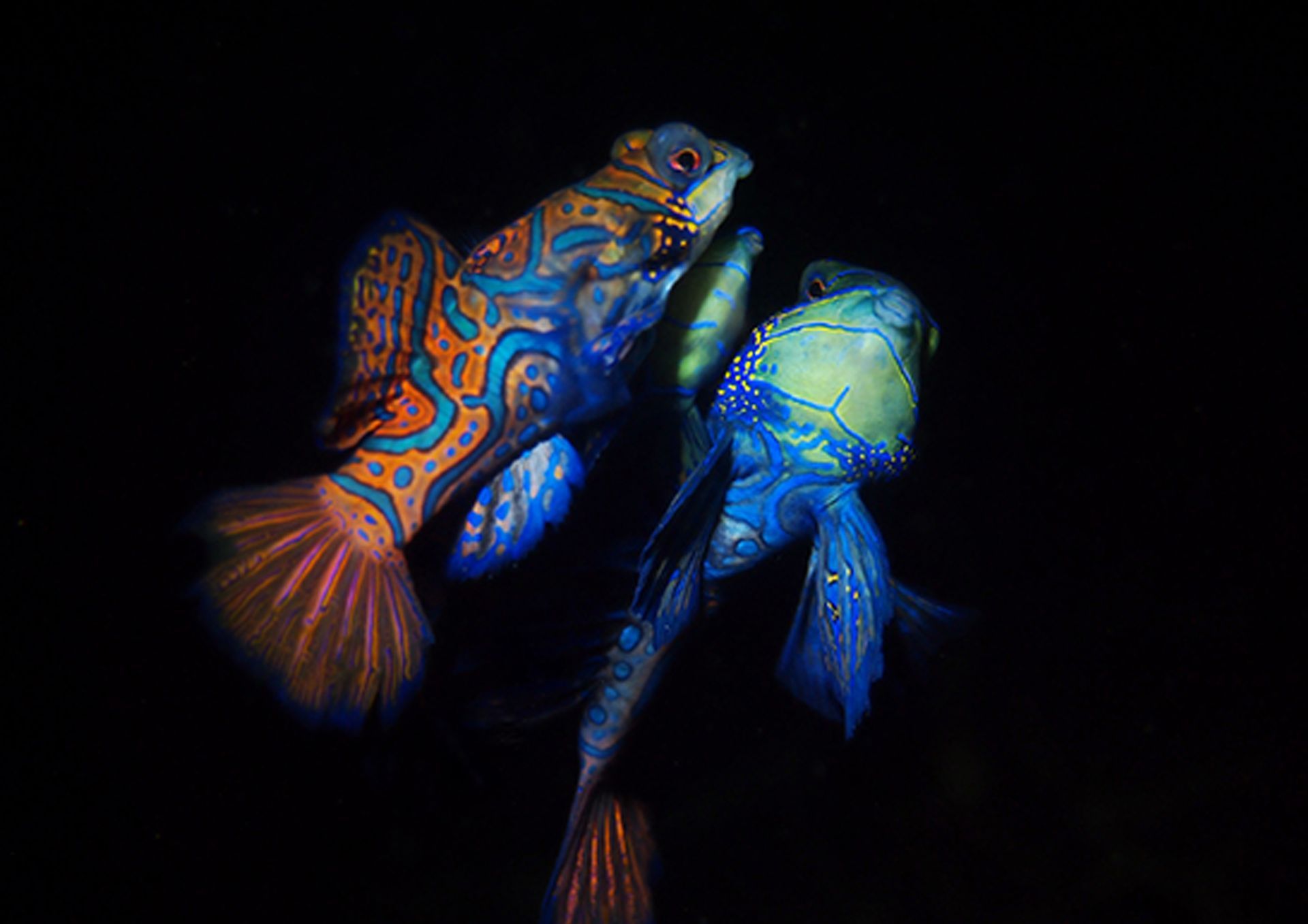 Two colorful fish are swimming in the dark.