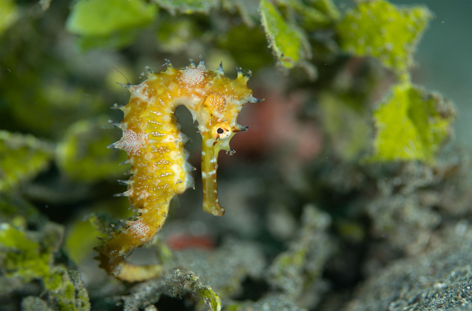 A close up of a seahorse swimming in the water.