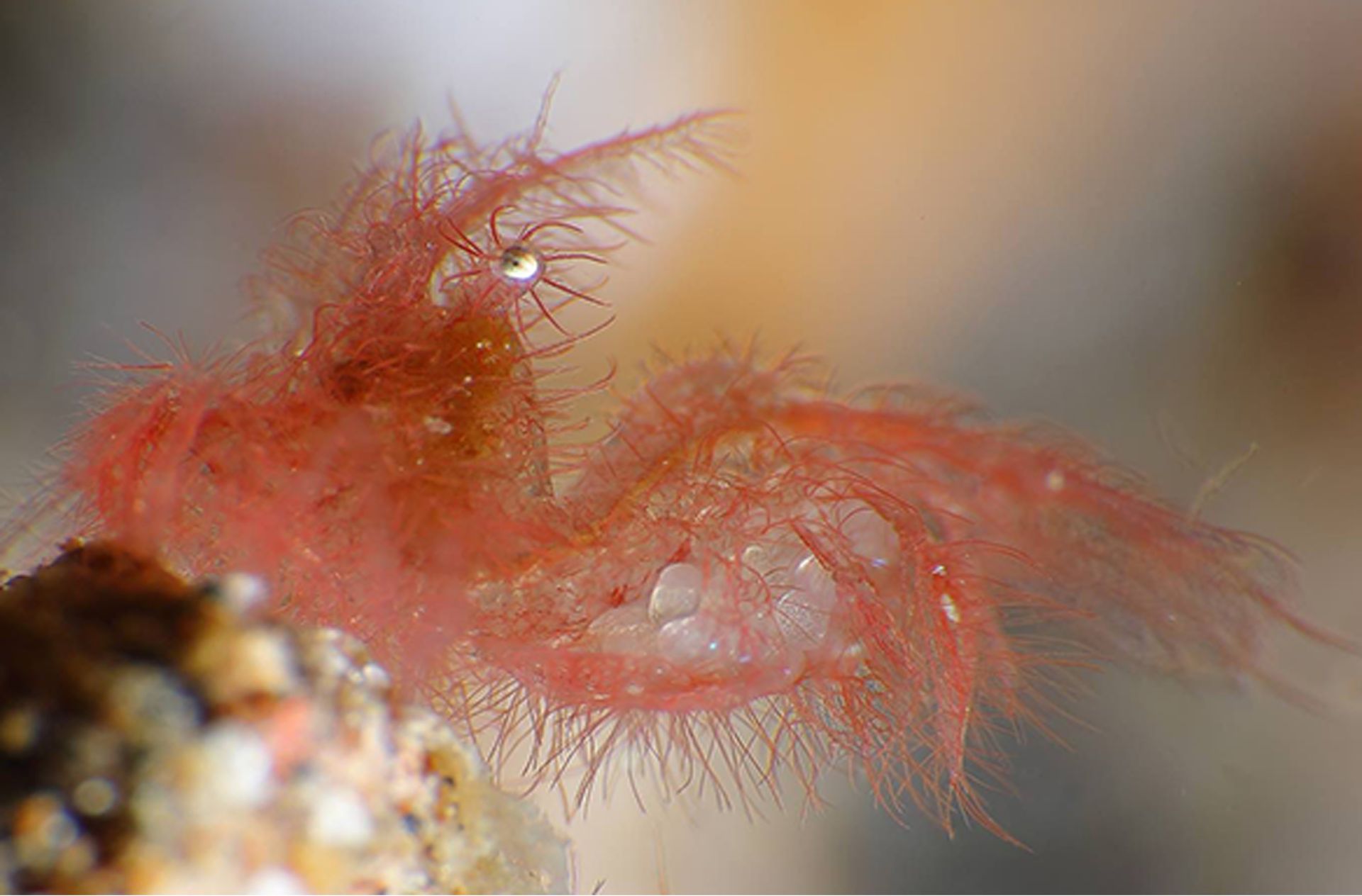 A close up of a red spider on a rock.