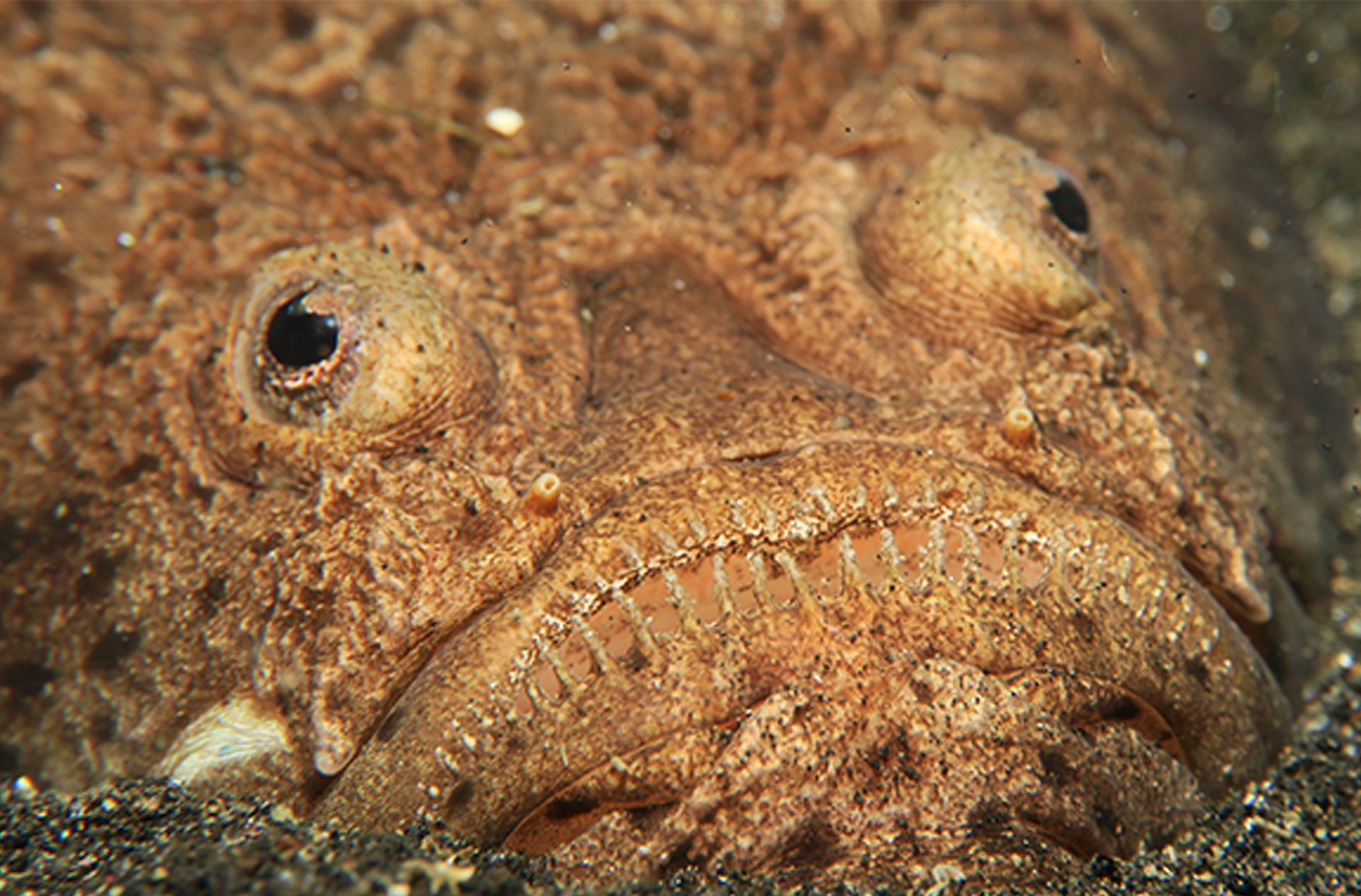 A close up of a fish 's face in the sand.