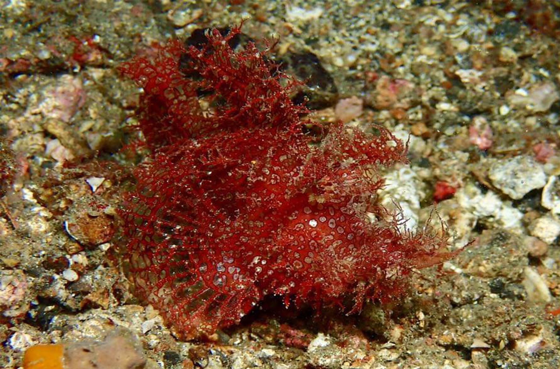A close up of a red seaweed on the ground in the water.