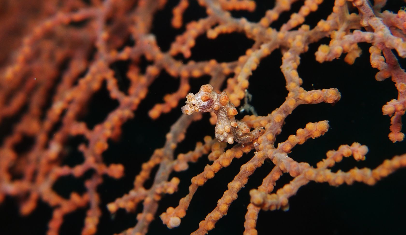 A close up of a seahorse on a coral reef.