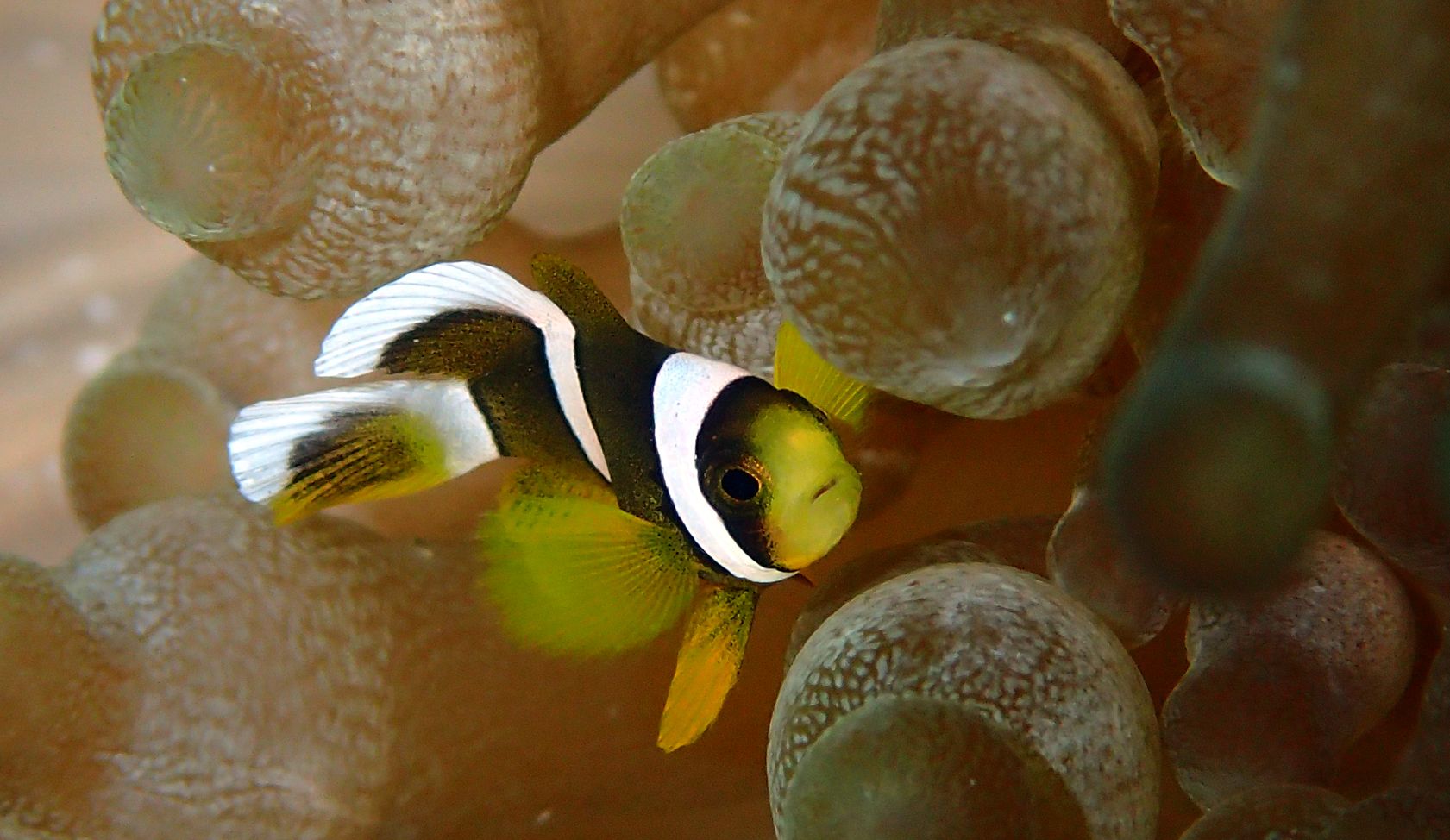 A clown fish is swimming in a sea anemone.