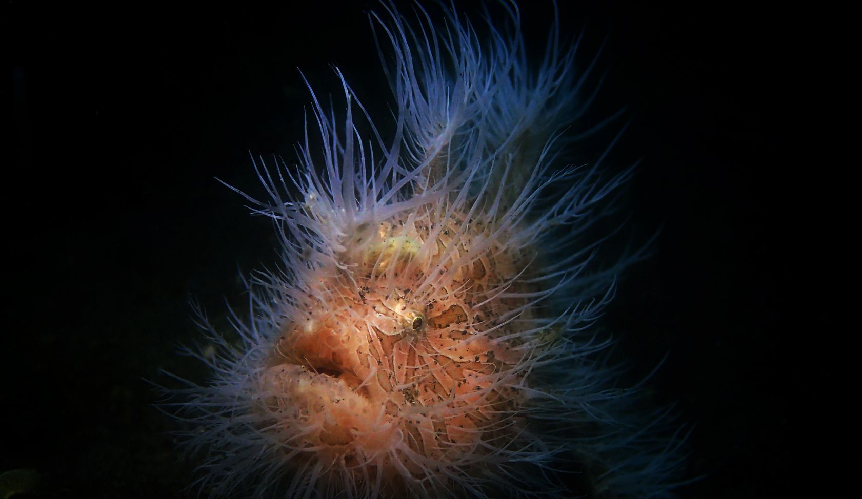 A close up of a fish with long hair on a black background.