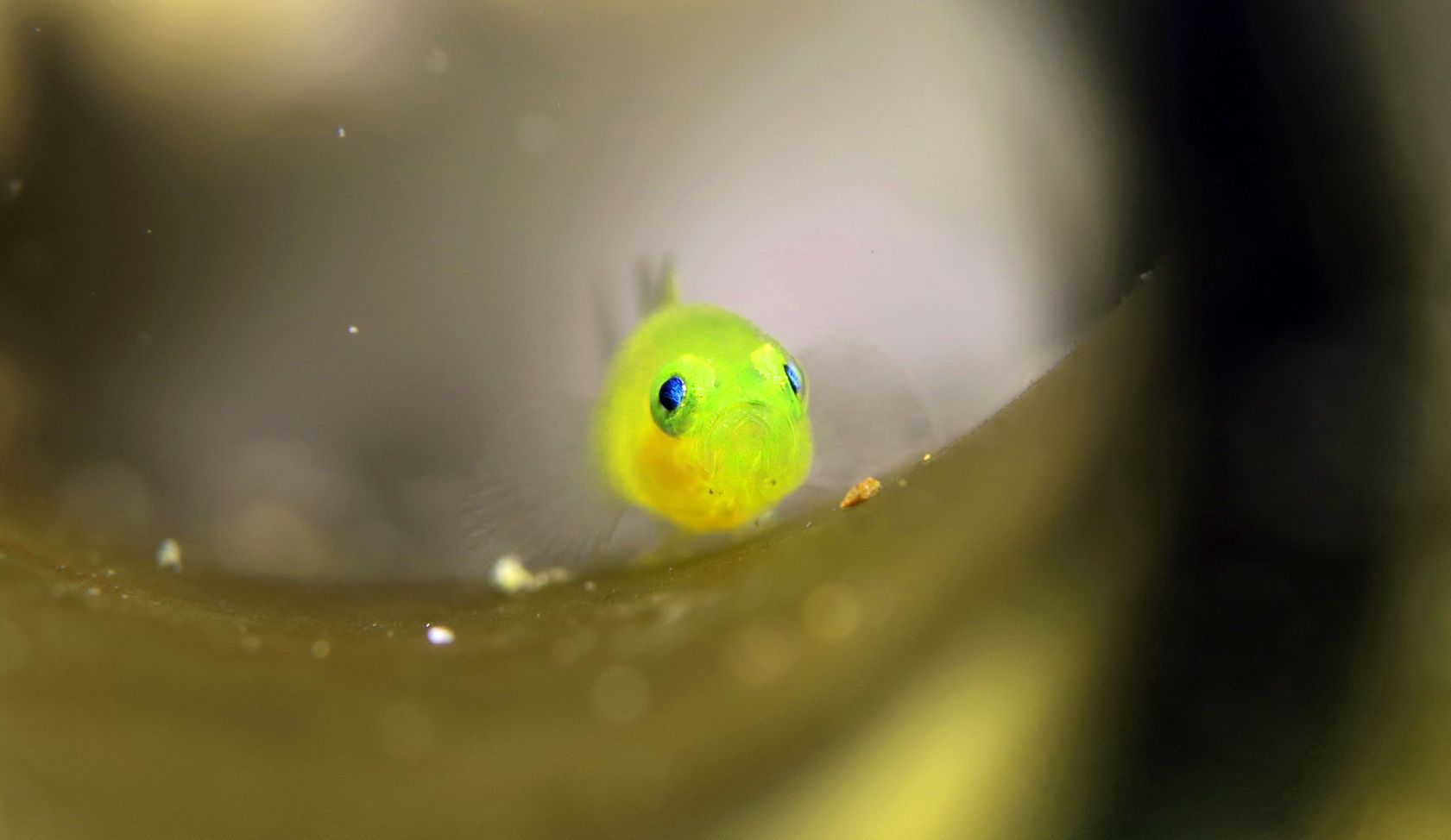 A small yellow fish is sitting on a piece of seaweed.