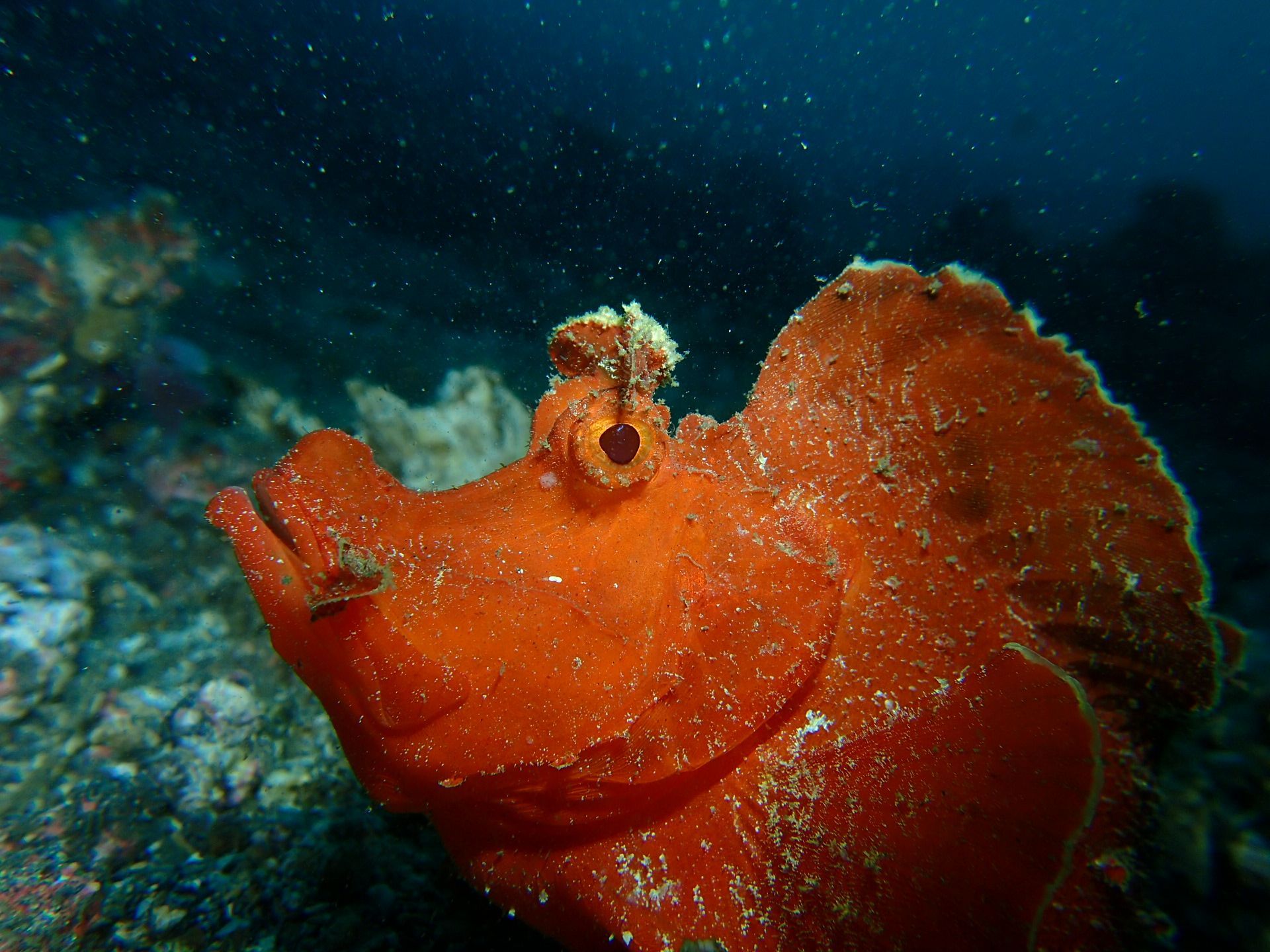 A close up of an orange fish swimming in the ocean.