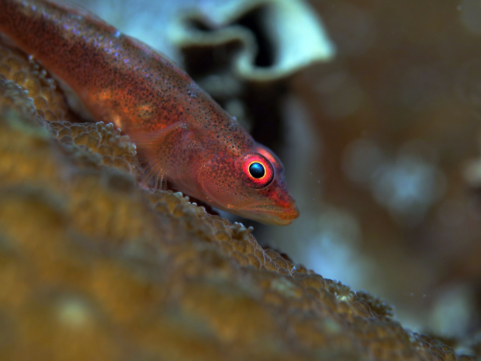 A small fish with red eyes is sitting on a coral.